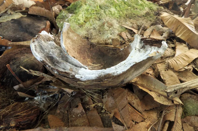 Asterostromella epiphylla 1 - IMG_2896